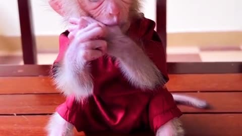 Cute Baby Monkey