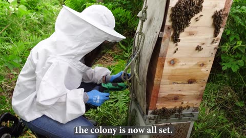 Summertime honey extraction, Traditional Japanese beekeeping, Apis cerana japonica. (with subtitles)