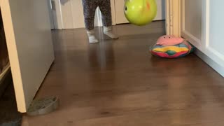 Cat Hopping on Back Legs with Spread Arms Chases Ball