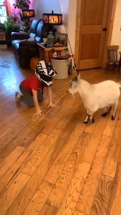 Shorts - Boy Meets Goat