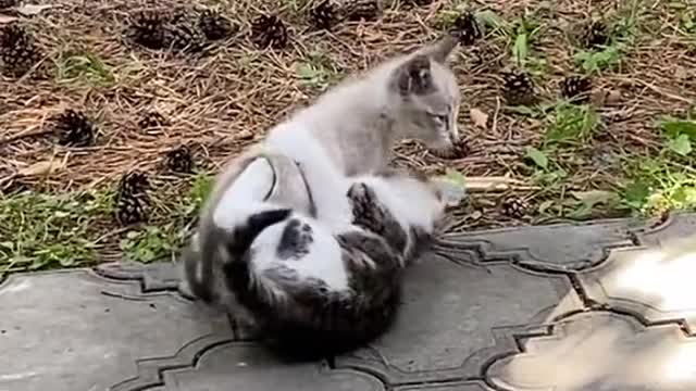 cute cats