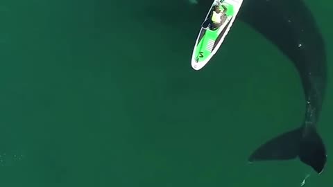 Paddler's unique experience with the whale 🐋🚣 #trending #viral #whale