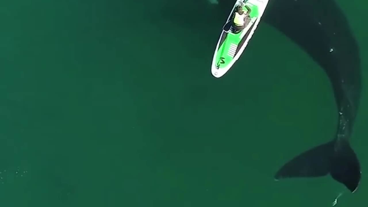 Paddler's unique experience with the whale 🐋🚣 #trending #viral #whale