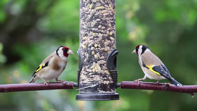 Birds Goldfinches Eating