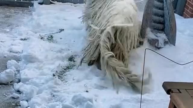 It's a dog