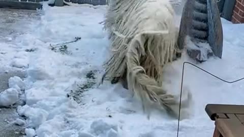 It's a dog