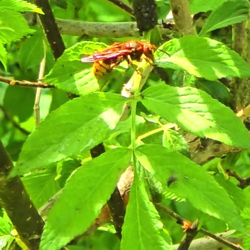 A beautiful hornet in close-up / beautiful insect.