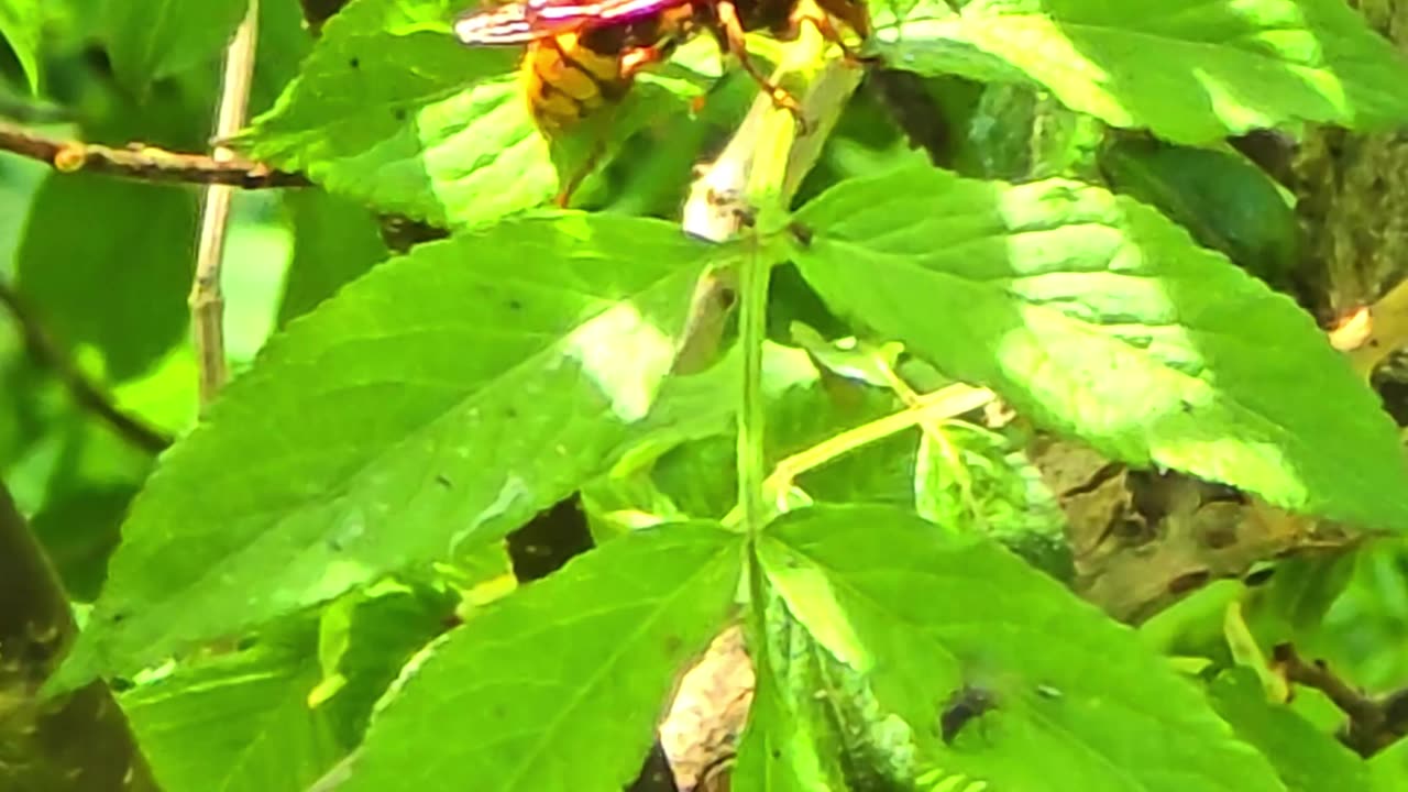 A beautiful hornet in close-up / beautiful insect.