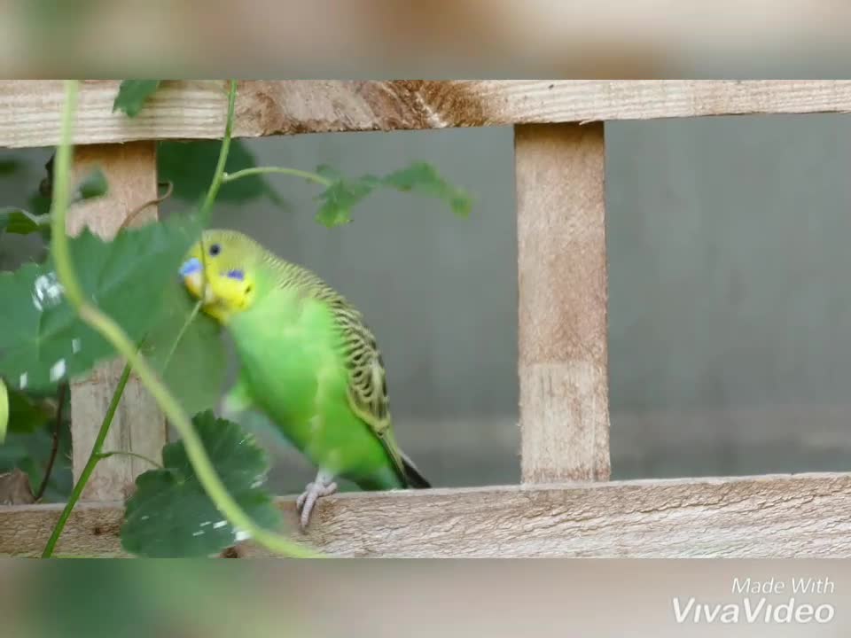 Wonderful and beautiful bird singing in the air