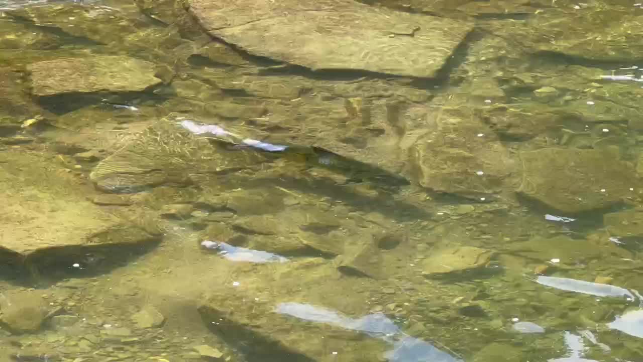 Spawning Salmon Humber River Toronto 3