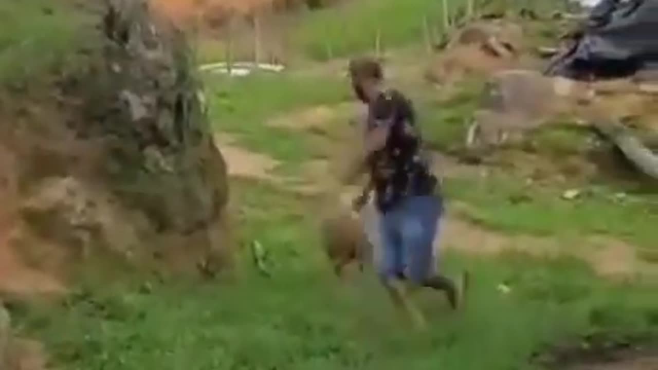 He know how to trick the animal