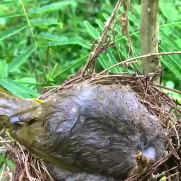 mother protecting her offspring