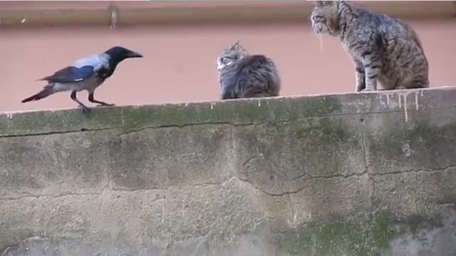 Lonely bird breaks out when I see cats loving each other