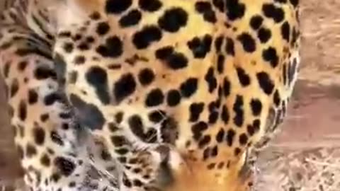 Jaguar Boop !