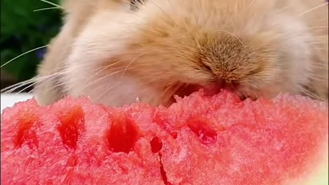 watermelonsugar #watermelon #cute