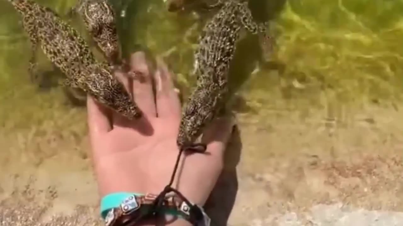 Crocodile 🐊 Babies