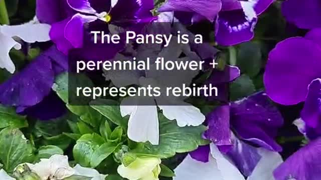 Pandy flower properties