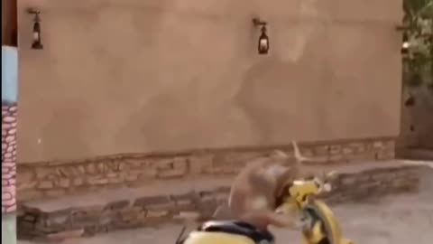 How Goat save his friend 😂😂😂 funny video