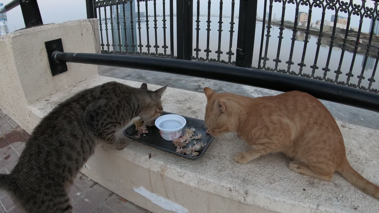 MICHAEL JACKSON & ED SHEERAN - Homeless cats in Ras Al Khaimah, UAE #cat #EdSheeran #MichaelJackson