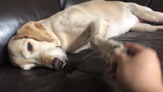 handshake with the dog