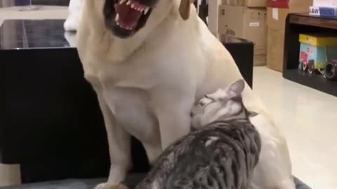 Dog & cat funny Video