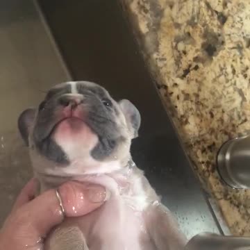 Cachorra de Bulldog Francés disfruta de un hermoso baño