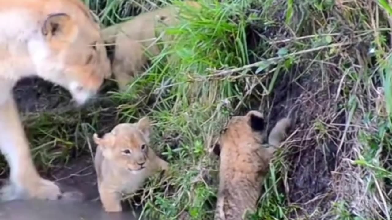 Lion mother and cubs