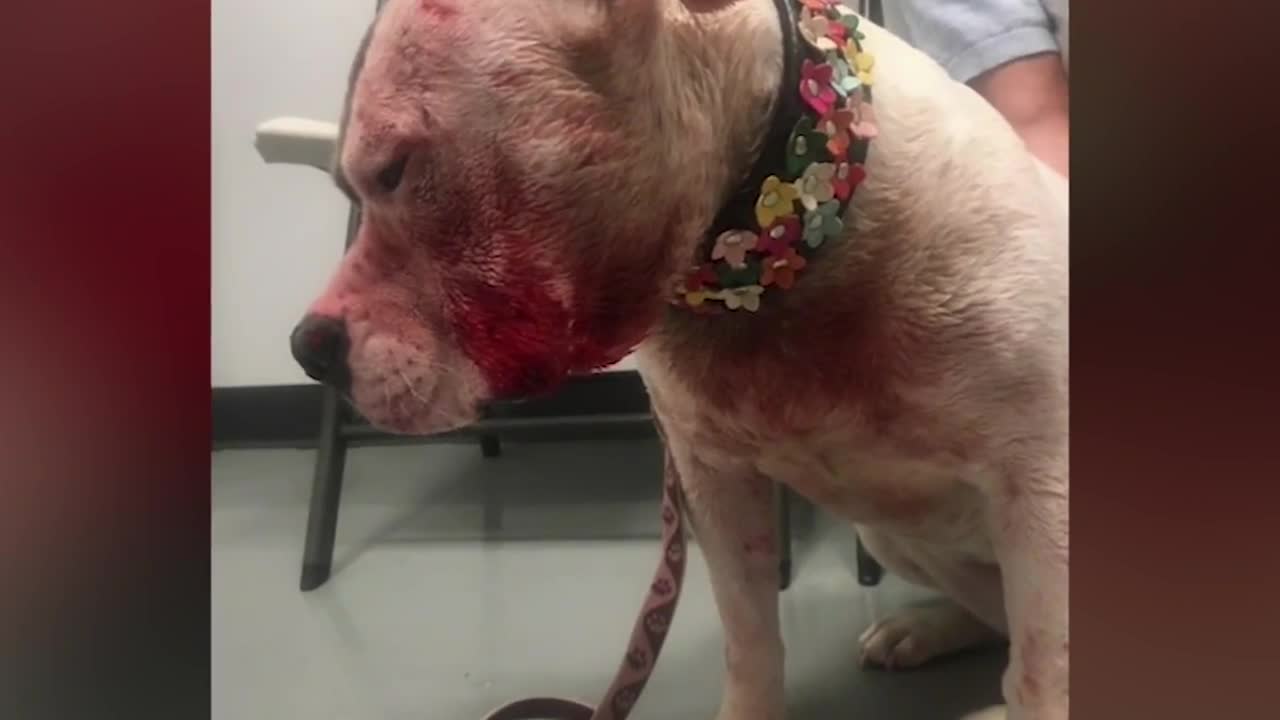1 dog killed, 2 attacked by coyotes in Deerfield..