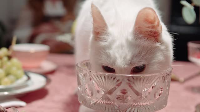 Cat Licking the Crystal Glass on Top of the Table