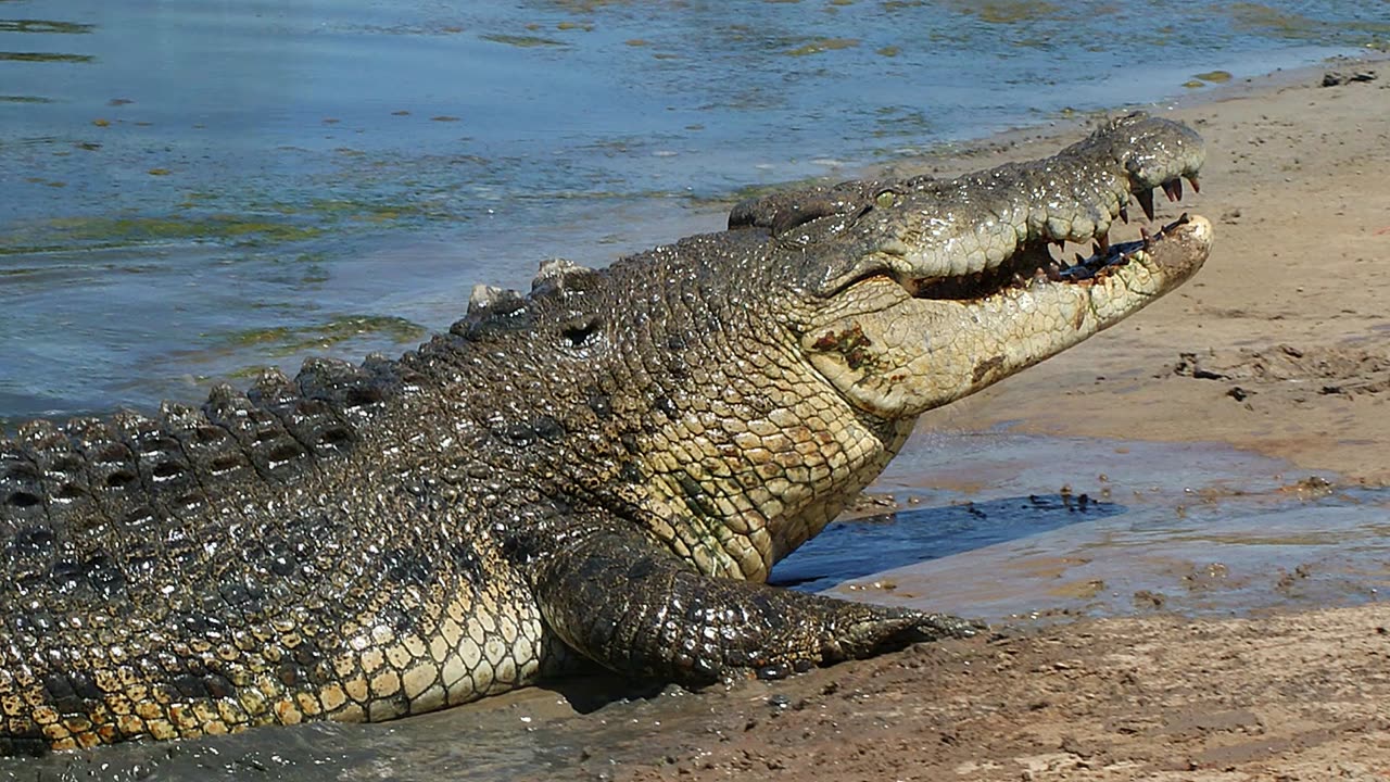 Large Crocodile