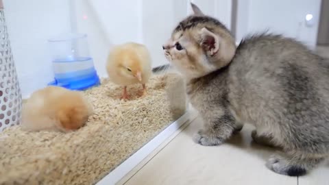 Looking back on how kitten Kiki met tiny chicks for the first time
