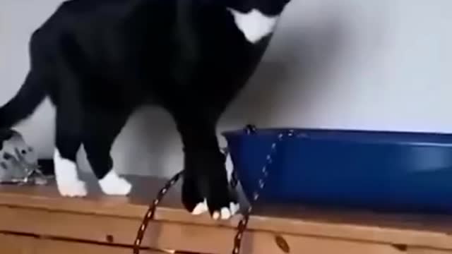 OS CATS E DOGS MAIS DIVERTIDOS DA NET