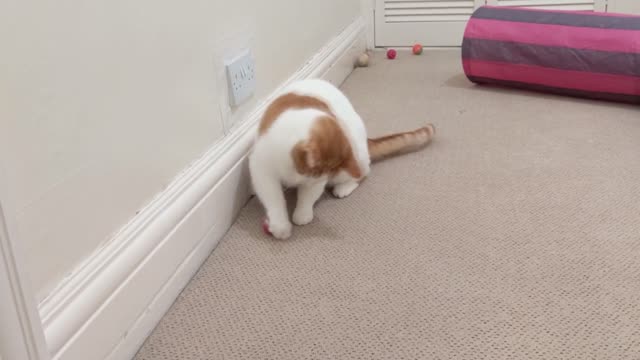 As melhores citações sobre gatos
