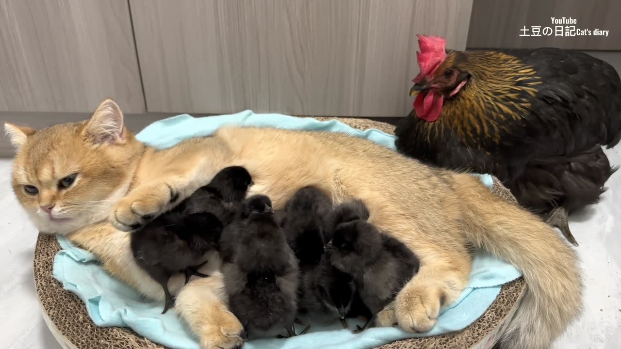 Kittens know how to take care of chicks better than hens.Cute andinteresting😊