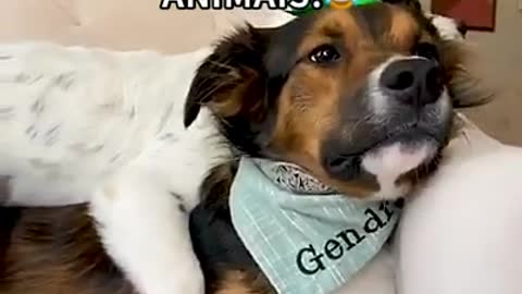 Melhores vídeos de animais