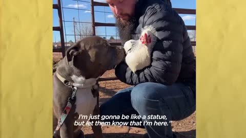 Pittie Stands By The Door And Whines Until He Can Go See His Baby Chicks _ The Dodo