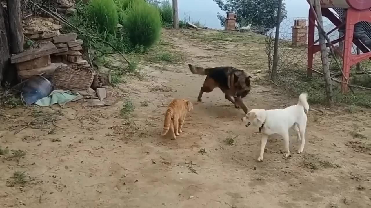 Dog and cat fight animals #2