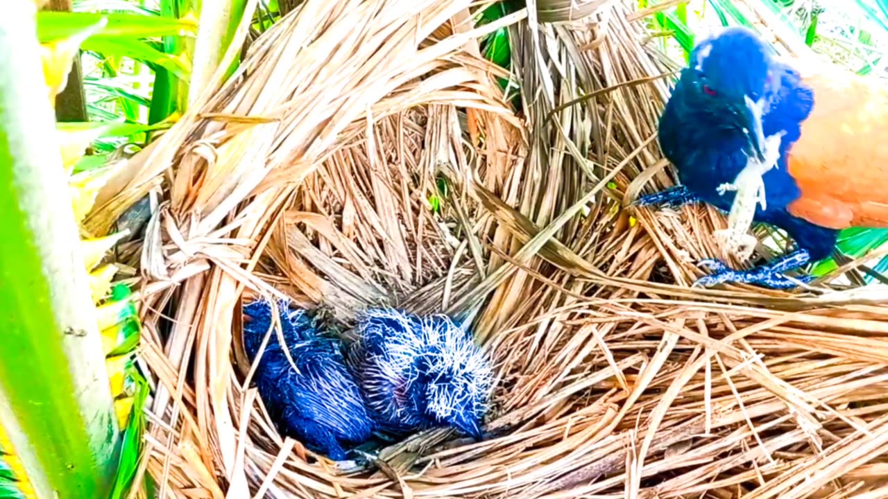 Mother Bird Brings Back a Baby Lizard