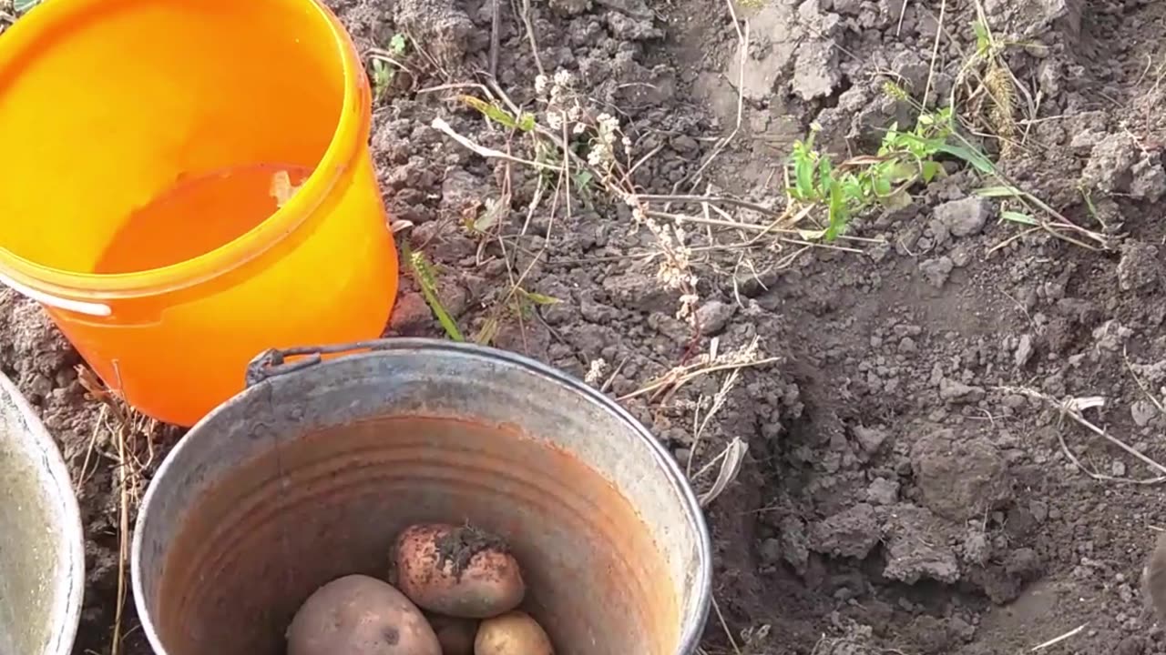 Nice Potatoes .Delicious Potatoes ,MrFerozSFJ