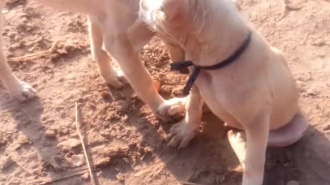 Best FUNNY DOG videos in 2021| best funny dog videos 2021| best funny dog videos #awwanimal #shorts