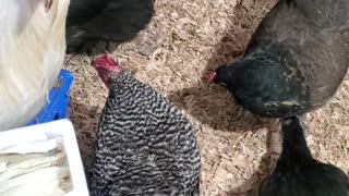 Rooster Feeds His Lady Friends