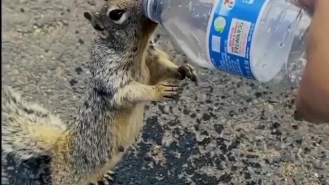 thirsty squirrel