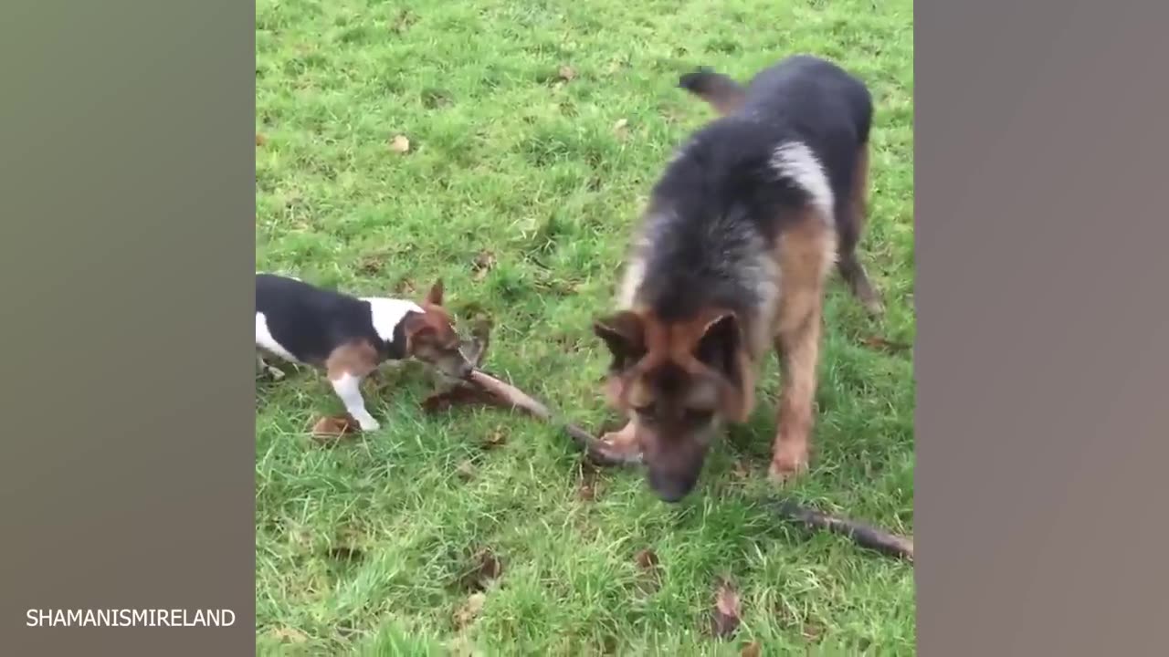 WHEN YOU ARE UNDER YOUR DOG'S CONTROL.😜