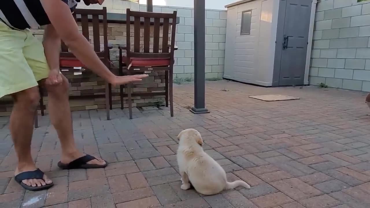 Labrador training video