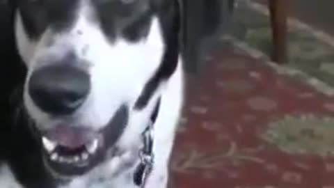 Dog Wants a Kitty