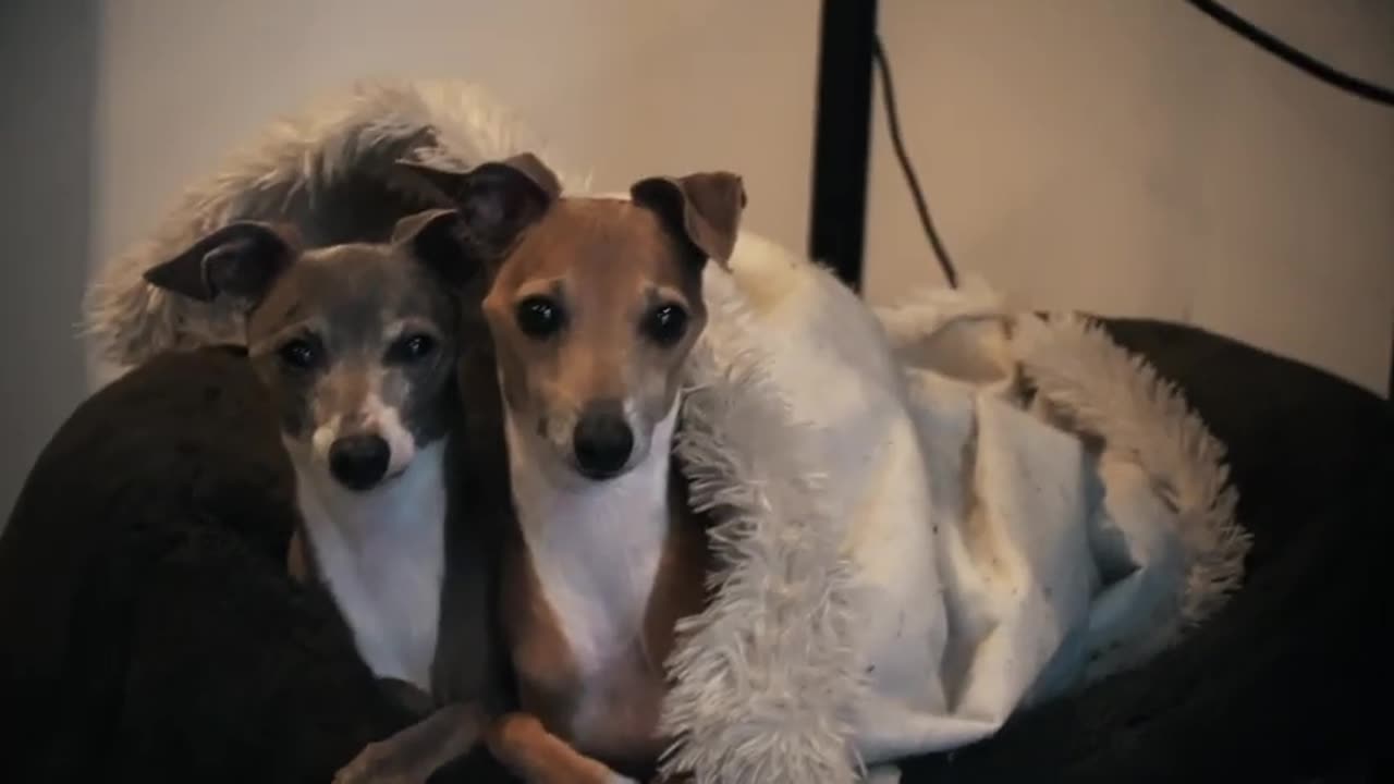 My Dogs Enjoying Blankets (and Other Warm Things