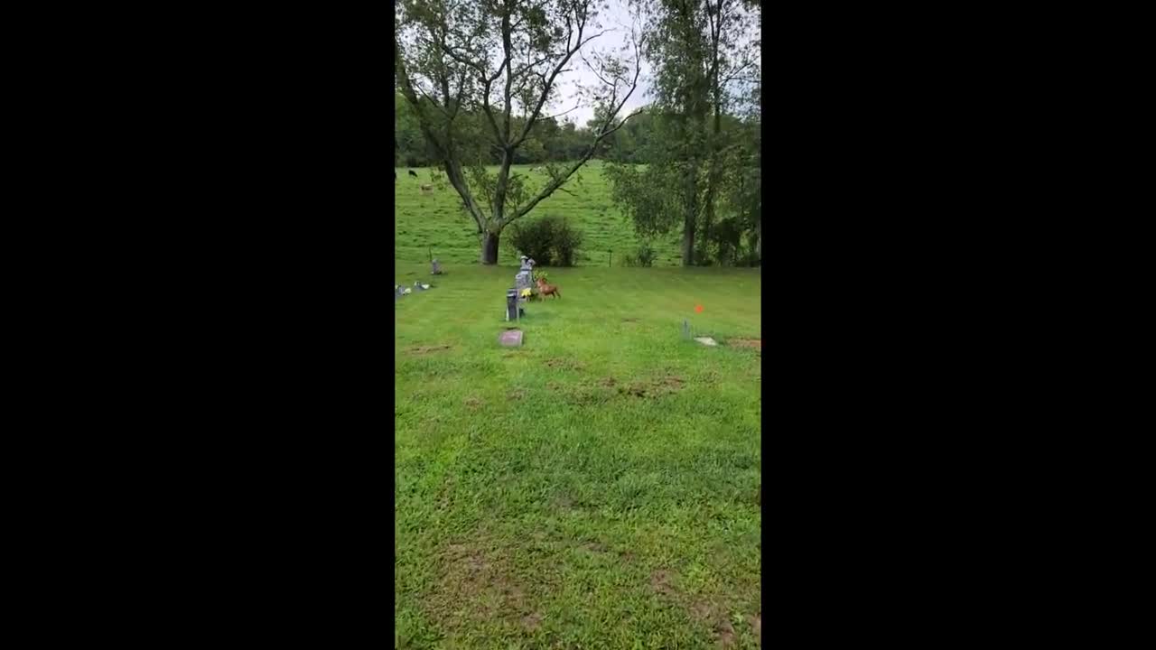Puppy knows exactly where grandma's gravestone is