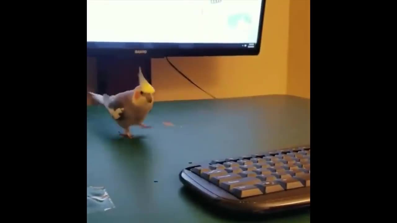 Cute Parrots Videos Compilation cute moment of the animals - Soo Cute! #7