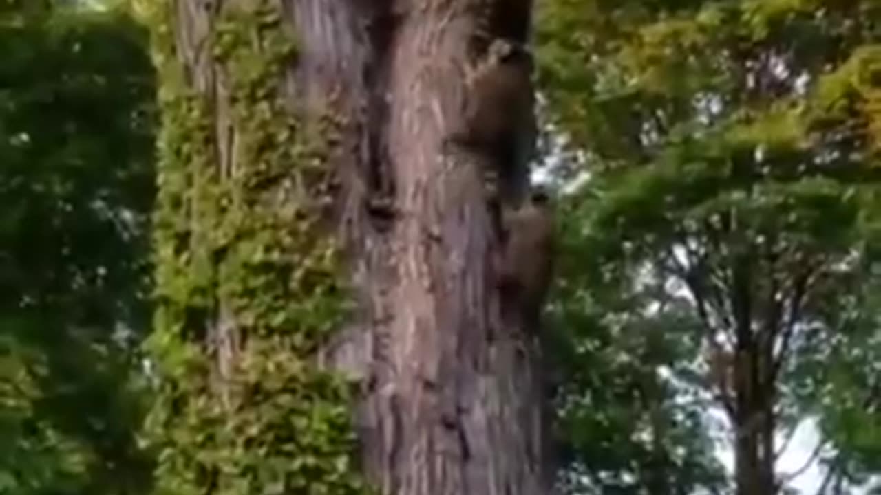 🙏❤️🎉🎉🎉🎊🎊🎊️SWEET AND FUNNY ANIMALS SHOTS 🙏❤️❤️🎉🎉🎉🎊🎊🎊