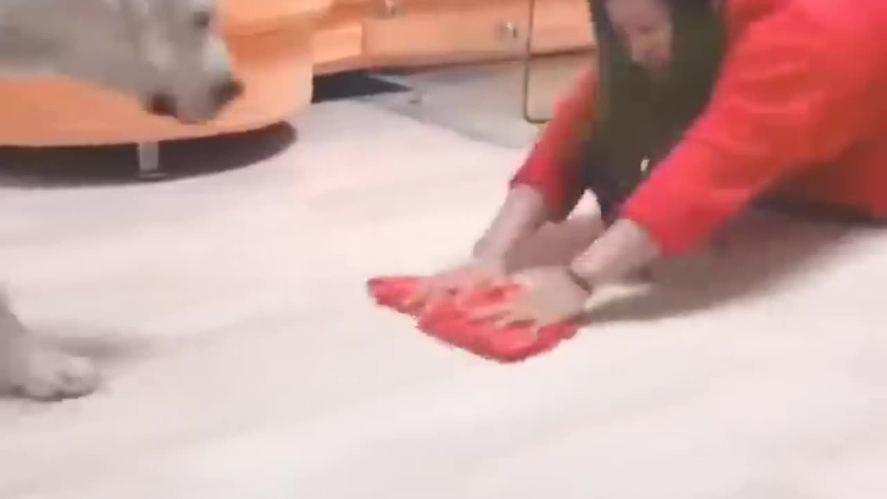 cat fannig movment